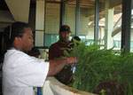 Students working on greenery