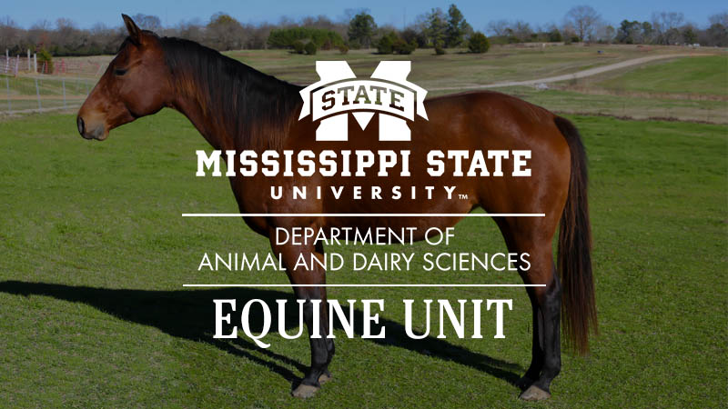 Equine Animal and Dairy Sciences Mississippi State University