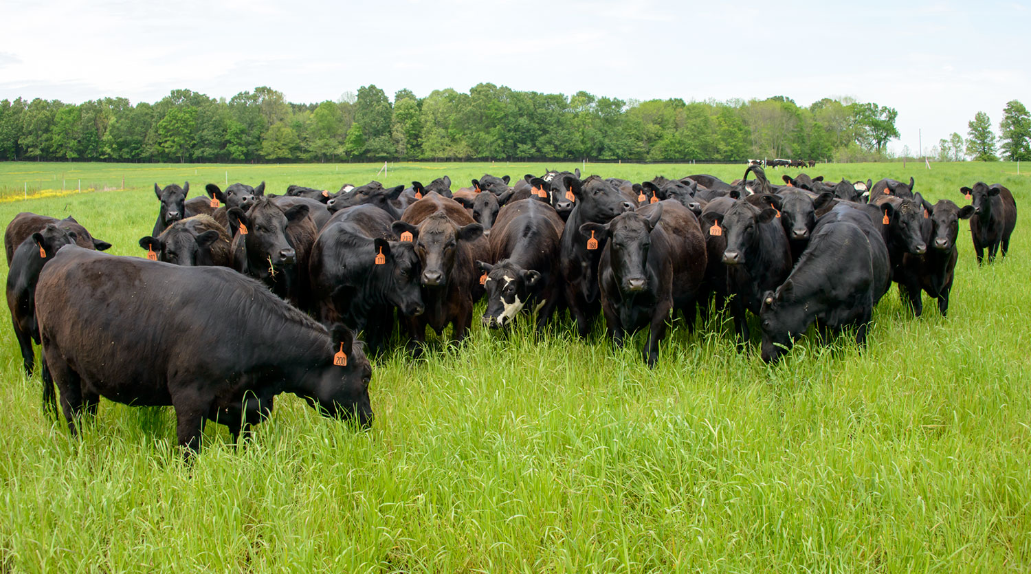 Foundation Herds | Animal and Dairy Sciences | Mississippi State University