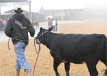 Student leading a cow