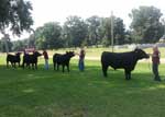 Group of students judging livestock