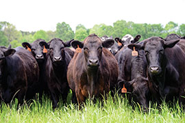 Balanced Cows, Better Beef style=