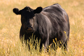 Improved Grazing Systems for Cattle and Wildlife style=